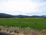 Irrigated fields