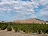 Orchards near Visalia