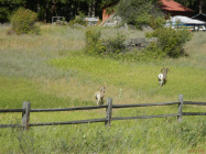 Wild life on the way to Billings 2