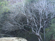 Manzanita tree near Buckeye Flat